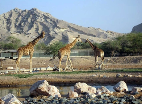 Al Ain City Tour 3