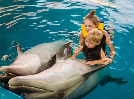 Dolphin Bay Interaction