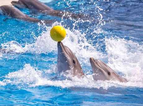 Dubai Dolphinarium