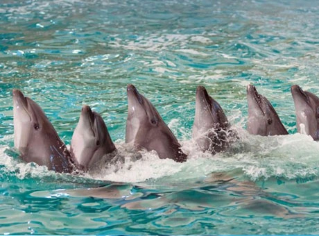 Dubai Dolphinarium Experience