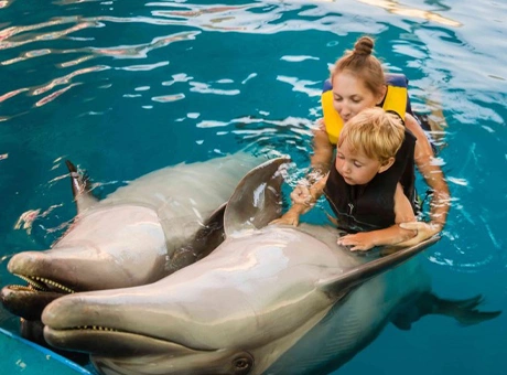 Swim With Dolphin 2